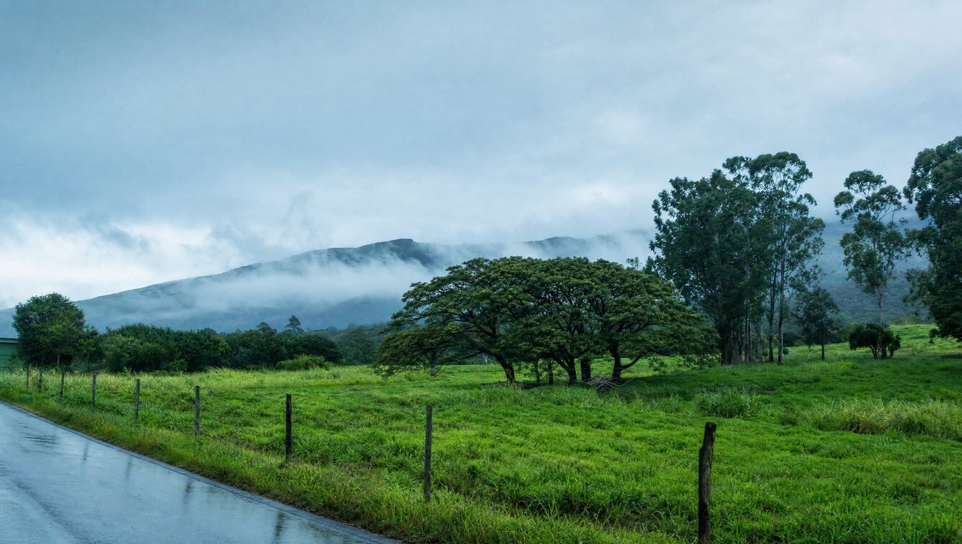 A wet road edge and green pasture in upcountry Haiku, fence line and monkeypod trees, with low cloud sitting on the slope.
